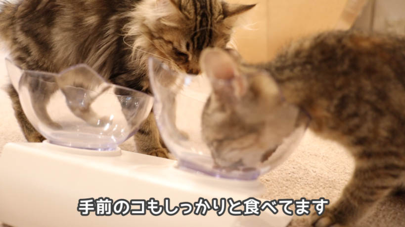 実食！】モンプチ子猫用５種のブレンドのレビュー - ねことぼく